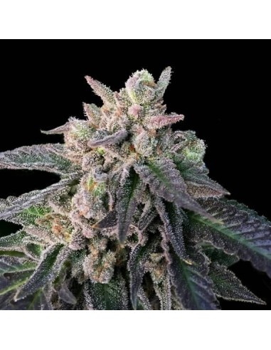 Elon's X Strain (DNA Genetics) - Sweet, fruity, potent