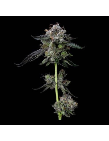 Four Prophets Strain (DNA Genetics) - High Yield & Quick Harvest