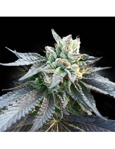Generation X18 (DNA Genetics) - High THC, Easy to Grow