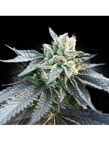 Generation X18 (DNA Genetics) - High THC, Easy to Grow