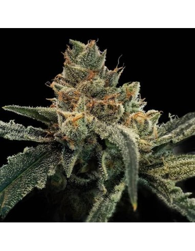 Golden Fortunes (DNA Genetics) - Calidad y cantidad