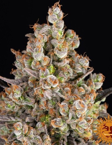 OG Kush (Barneys Farm Seeds) Marijuana Seeds | Up To 30% Off