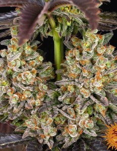 OG Kush (Barneys Farm Seeds) Semi di Cannabis | In Vendita! 2