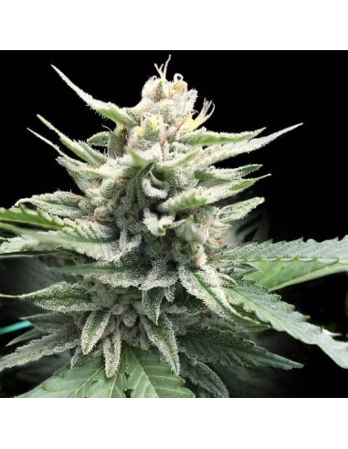 Honey Banana S1 (DNA Genetics) - Relaxing and Productive