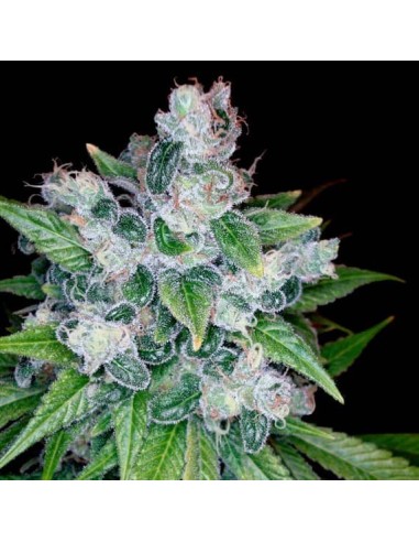 Kandy Kush Strain (DNA Genetics) - Sweet and Potent Hybrid