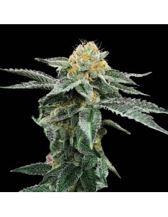 Kosher Cookies (DNA Genetics) - Semillas Premium Indica