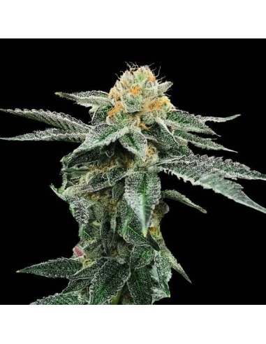 Kosher Cookies (DNA Genetics) - Premium Indica Seeds