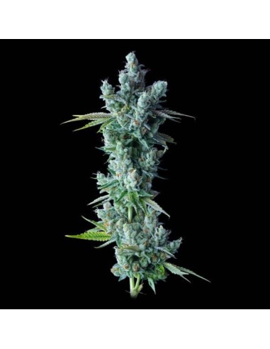 Kosher Dawg Strain (DNA Genetics) - Robust & Resilient