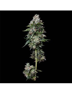 Kosher Kush (DNA Genetics) - Indica de alto rendimiento