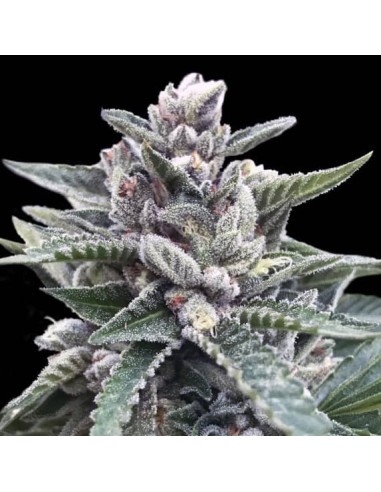 Kosher Sorbet Strain (DNA Genetics) - Hoher Ertrag & Geschmack