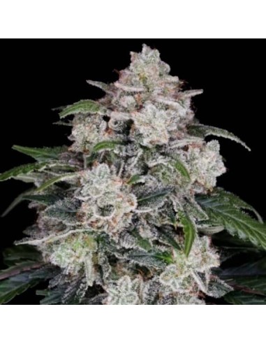 Mac N Me Strain (DNA Genetics) – Autoflowering, Easy, Quality