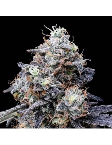 MACmelon Auto (DNA Genetics) - Fast Flowering Indica