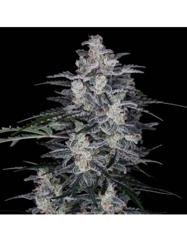 MacNana (DNA Genetics) - Autoflowering Harzige Buds