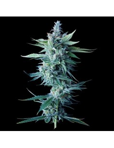 Miss DNA Strain (DNA Genetics) - Potent & Easy to Grow