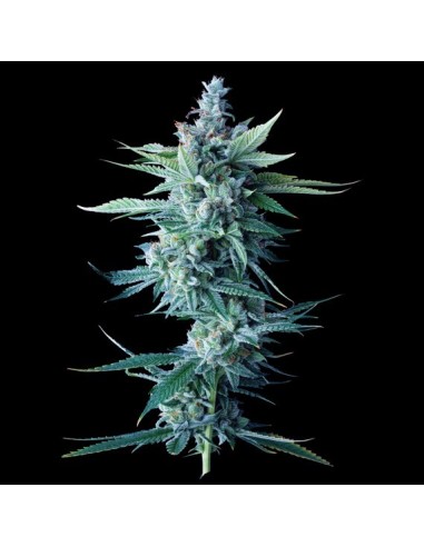 Miss DNA Strain (DNA Genetics) - Potente y fácil de cultivar