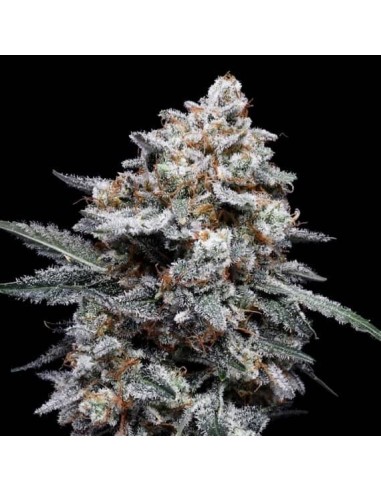 Patrick Swayze Strain (DNA Genetics) - Perfecta para cosechas rápidas