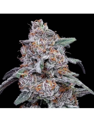 Purple People Eater Strain (DNA Genetics) - Resilient & Quick Harvest