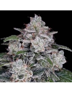 Return Of The MAC Strain (DNA Genetics) – Autoflower Power