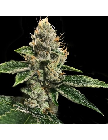 RP 43 AKA Richard Petty (DNA Genetics) - Resistant and Productive