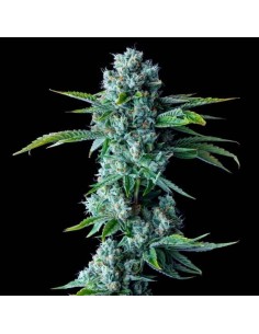 Skywalker Kush (DNA Genetics) - High THC, Easy to Grow