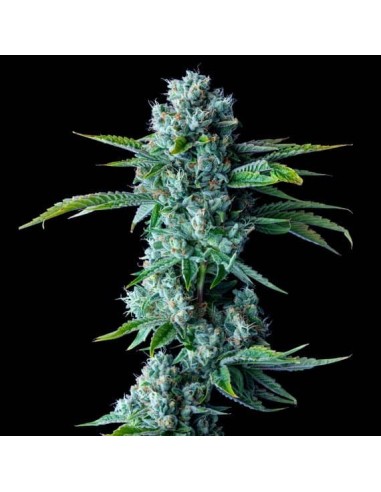 Skywalker Kush (DNA Genetics) - THC elevato, facile da coltivare