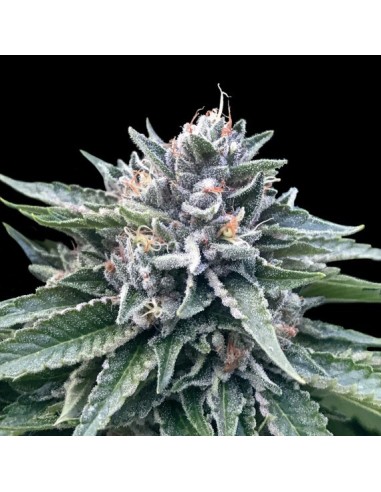 Sorbet #4 (DNA Genetics) - Fast Flowering, High Yield