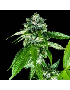 Sorbet Dreams Strain (DNA Genetics) - Fast Flowering & High Yield