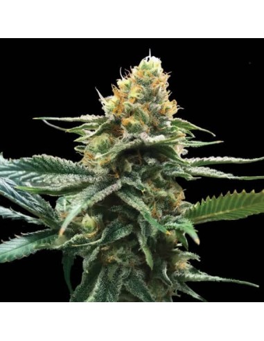 Sour Sorbet Strain (DNA Genetics) - Rendimiento de alta calidad