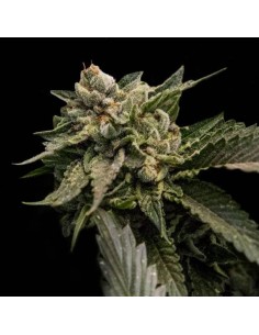 Strawberry Sorbet (DNA Genetics) - Sweet, Resilient, Productive