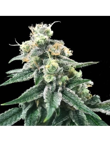 Swiss Miss Strain (DNA Genetics) - Robust, widerstandsfähig, aromatisch