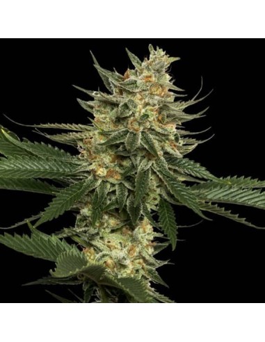 Tangie (DNA Genetics) - Beatitudine agrumata con alti rendimenti