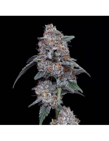 The Big Mac (DNA Genetics) - Robust & High-Yielding