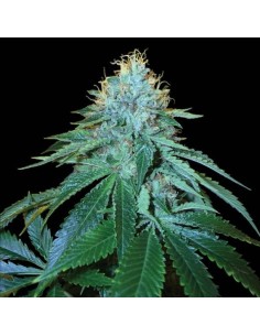 The OG #18 Strain (DNA Genetics) - Easy to Grow, High THC