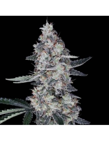 Watermelon Man Strain (DNA Genetics) - Qualité supérieure