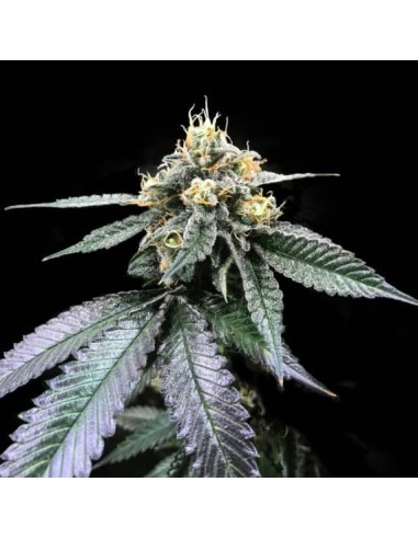 You-Whoo Strain (DNA Genetics) - High Yield, Fast Flowering