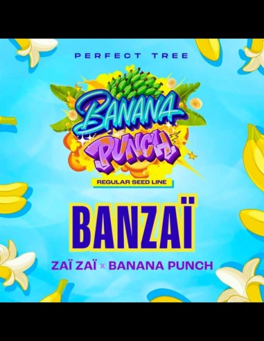 Banzaï Strain (Perfect Tree) Rendement élevé et saveur unique