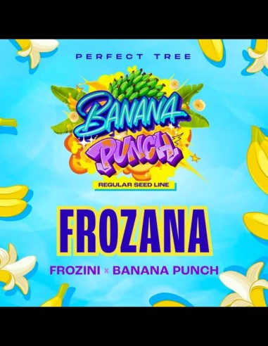 Frozana Strain (Perfect Tree) 🍍 Exotic Tropical Flavor