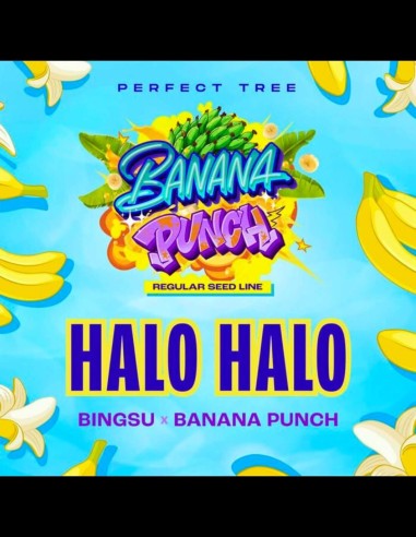 Halo Halo Strain (Perfect Tree) 🍌 Cremiges & gasartiges Aroma