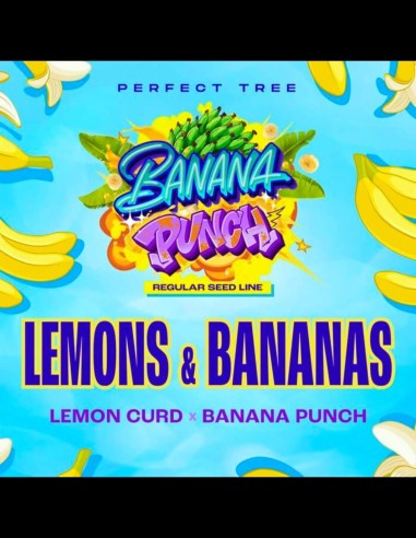 Lemons & Bananas Strain (Perfect Tree) 🍌 Award-Winning Genetic