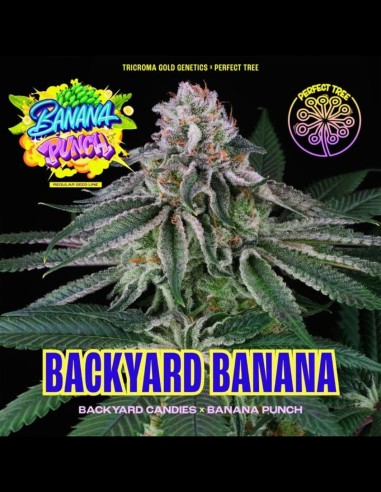 Backyard Banana (Perfect Tree) 🍌 Sabor exótico y grandes rendimientos