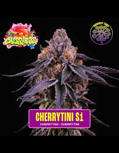 Cherrytini S1 Strain (Perfect Tree) 🍒 Süßkirsche, 24% THC