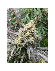 White Truffle (Growers Choice) - Fast 8-Week Flowering 2