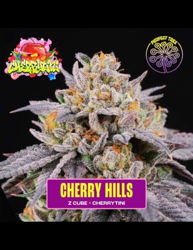 Cherry Hills Strain (Perfect Tree)  🍒 Sabor y efectos superiores