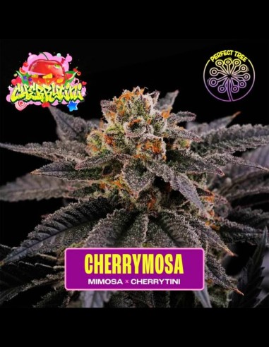 Cherrymosa Strain (Perfect Tree) 🍒 Delicioso Sabor y Cogollos Morados