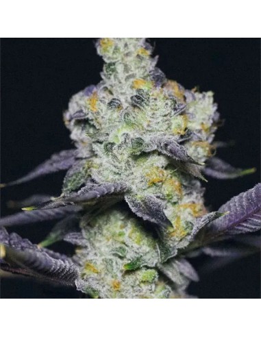 Blue Dream Sherbet von Growers Choice Hanfsamen | Oaseeds