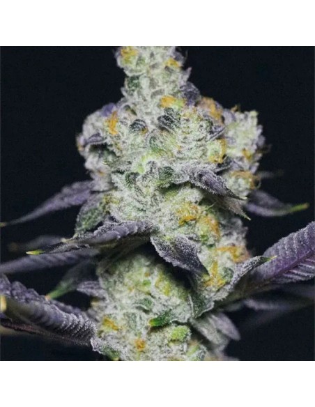 Acheter Blue Dream Sherbet de Growers Choice - Oaseeds