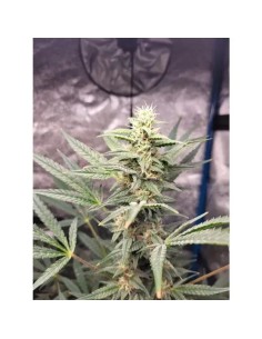 Brain Damage Strain (Growers Choice) - 30% THC Potencia