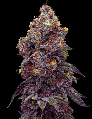 Acai Gelato Strain (Oaseeds) 🍨 Cremiger Beerengeschmack, hohe Ausbeute