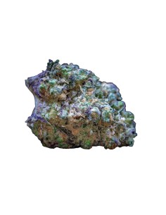 Frozen Cherry Runtz Strain (Growers Choice) - 30% THC & Fruity Flavor 2