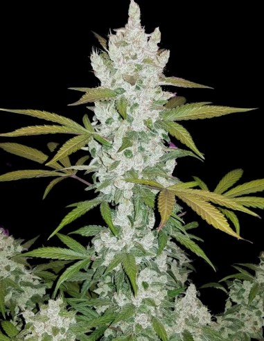 Acheter Girl Scout Cookies Auto de Oaseeds - Oaseeds